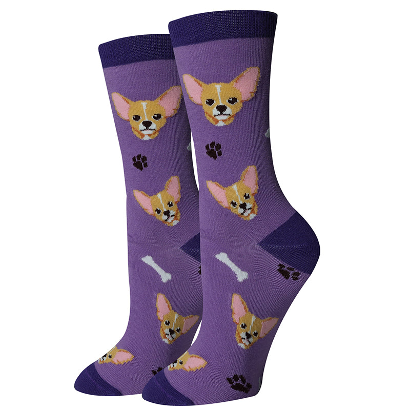 picture of chihuahua-purple-socks
