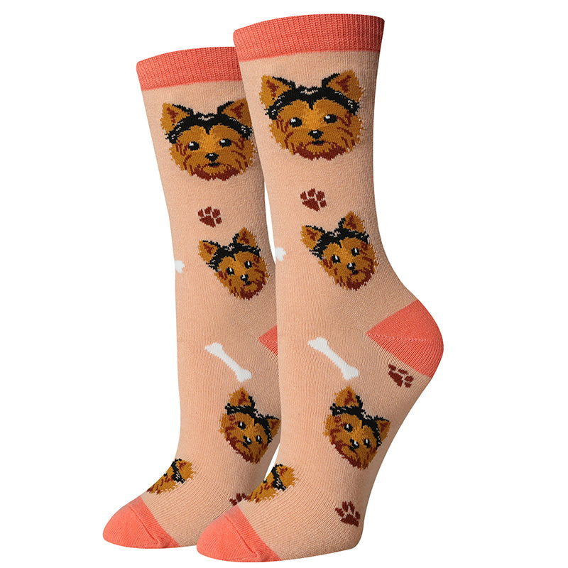 picture of yorkshire-terrier-socks